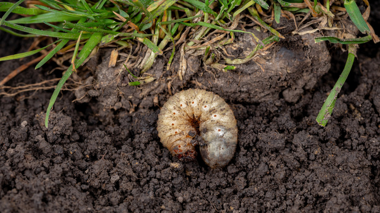 Grub near grass in a lawn