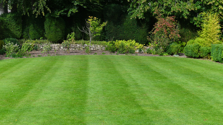 Backyard with green lawn