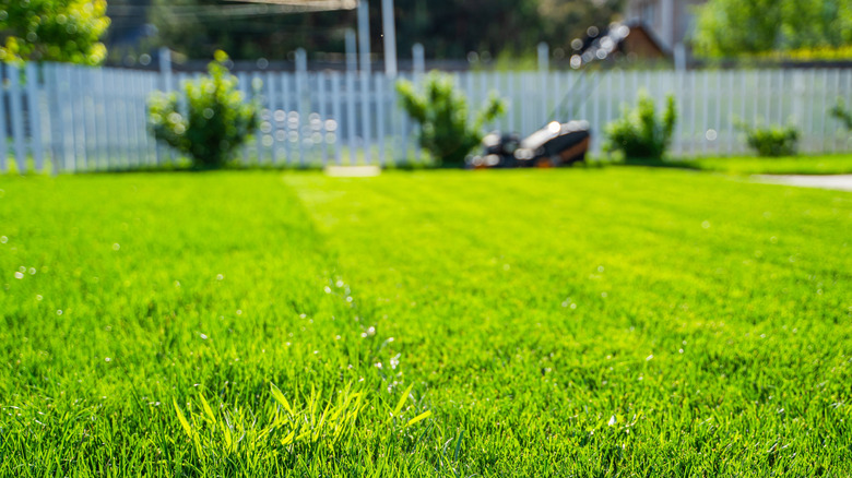 healthy green backyard