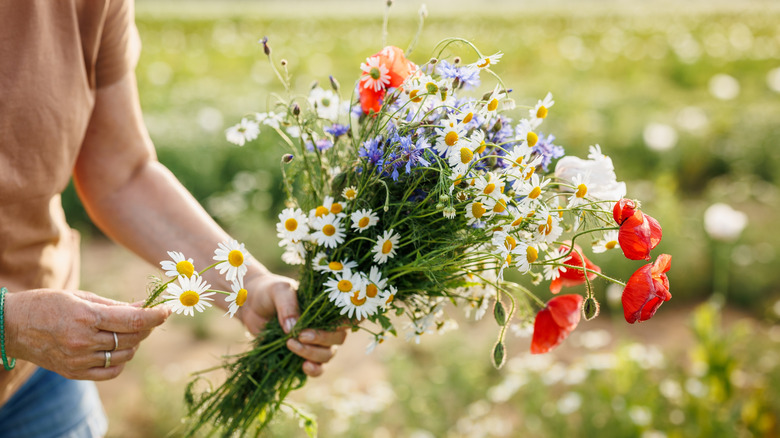 Person holds bouquet of wildflowers with a field in the background.