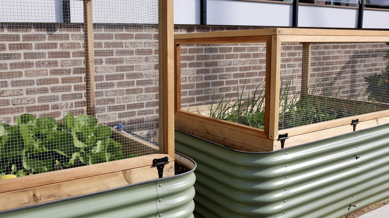 Chicken wire stapled to a wooden frame protecting a garden.