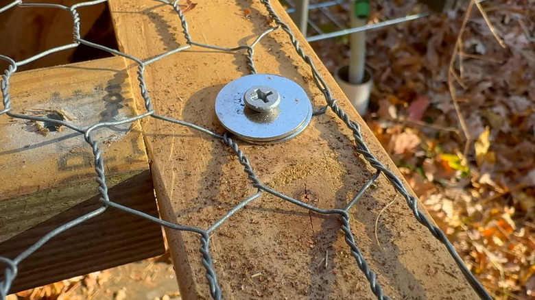 A screw and washer being used to hold down chicken wire on a wooden frame.