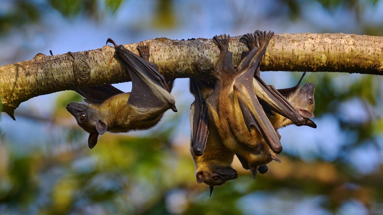 Bats in a tree