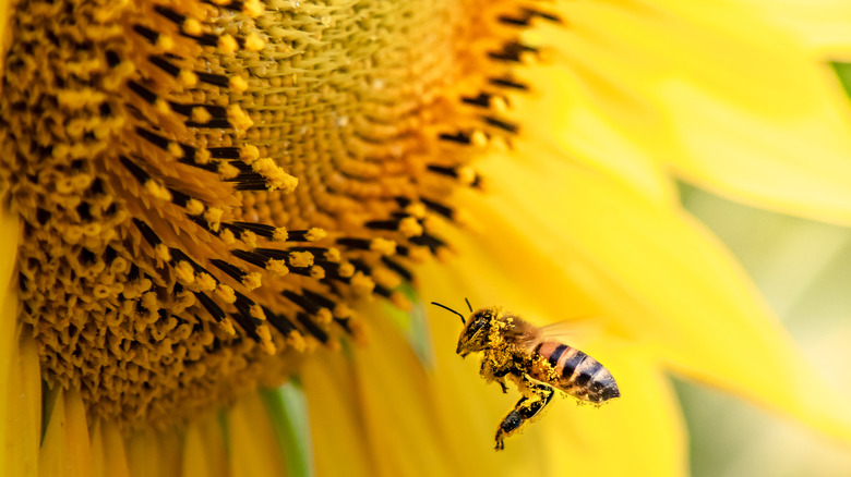 Bee pollinating sunflower