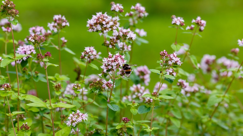 bee among oregano flower blooms