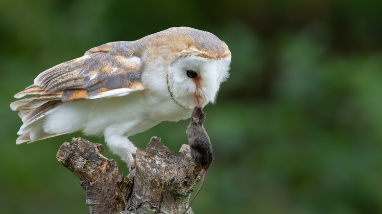 A barn owl eating a rodent