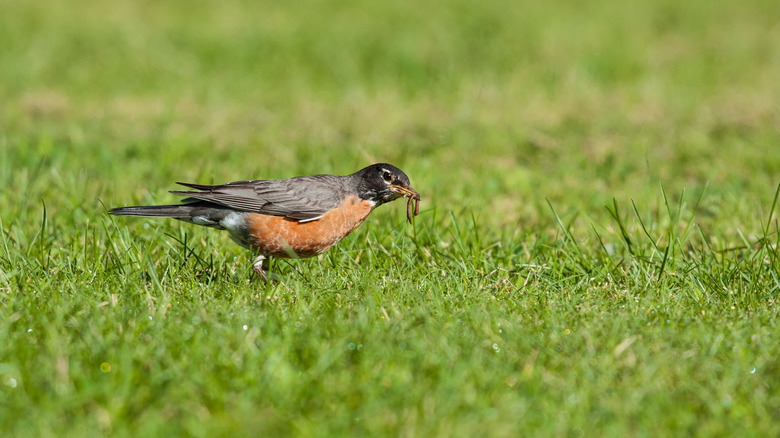 An American robin foraging for worms on a lawn