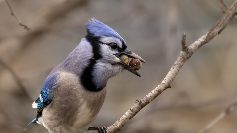 A blue jay eating acorns