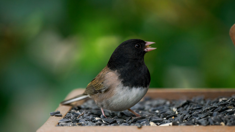 A dark-eyed junco on a platform feeder filled with seeds