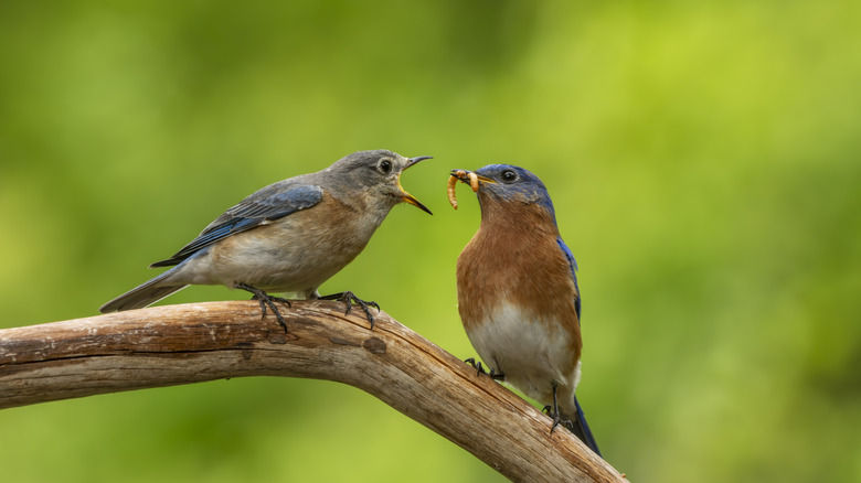A parent eastern bluebird feeding a grub to its offspring
