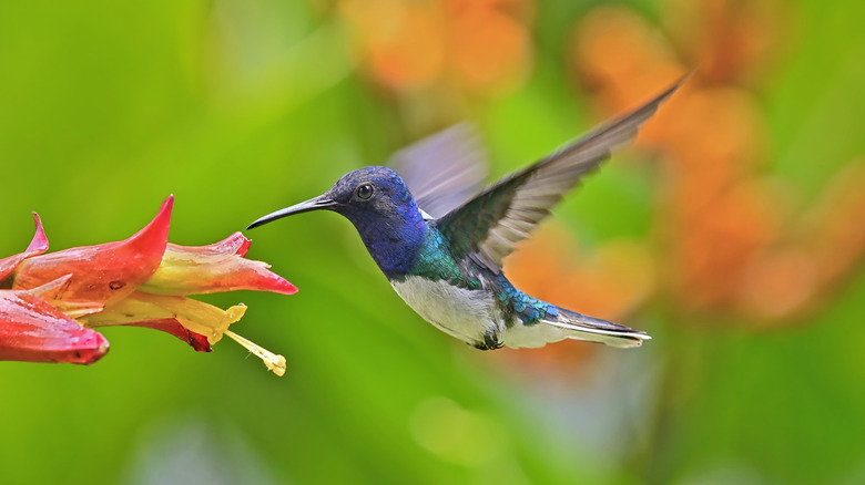 A hummingbird feeding from a flower