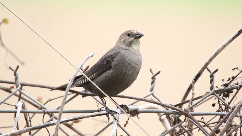A bird perched on top of a vine-covered fence