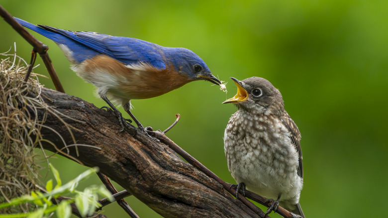 A parent bird feeding its offspring on a tree branch