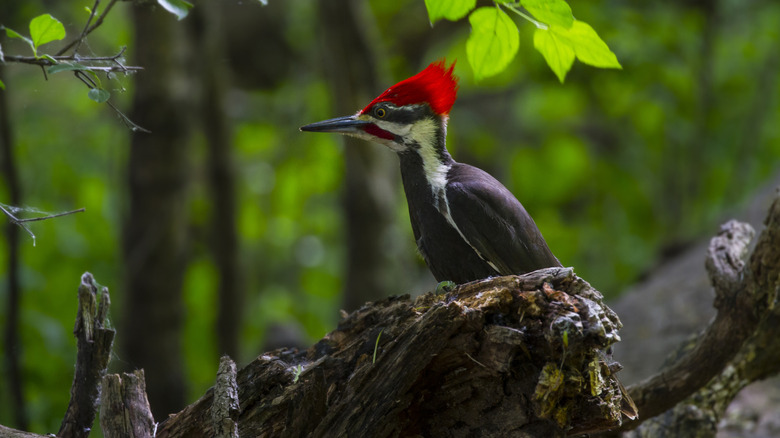 A pileated woodpecker sitting on a log