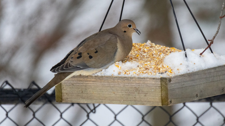A mourning dove feeding from a platform feeder