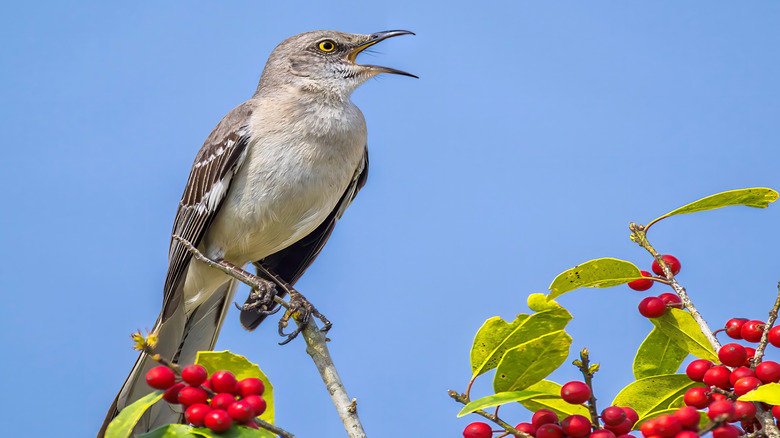 A northern mockingbird singing from a branch of a berry tree