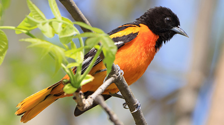An oriole perched on a branch