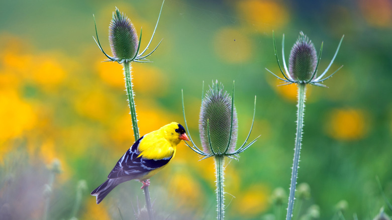 A goldfinch eating seeds from flower seedheads