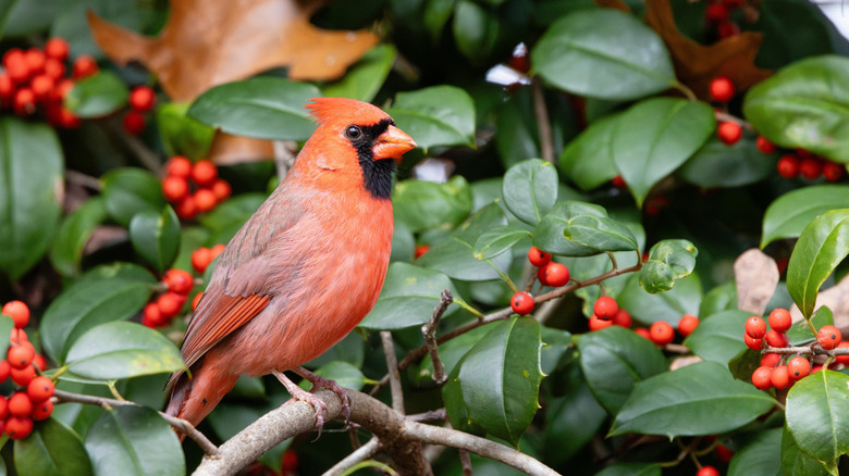 A cardinal perched on a branch of a bush covered in berries
