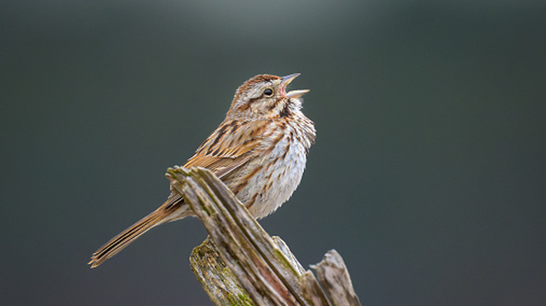 A song sparrow perched on the branch of a bush or tree