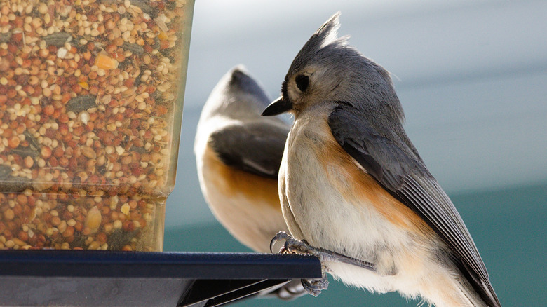 Tufted titmice at a bird feeder