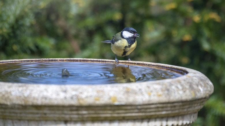 A bird is perched on the edge of a stone birdbath.
