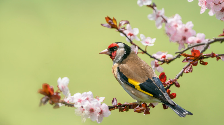 bird on tree branch