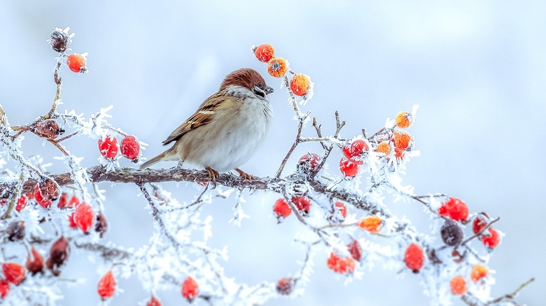 Bird on branch with snow