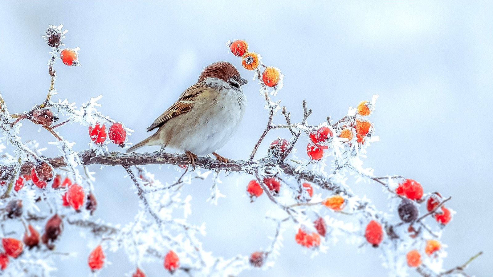 How To Attract Birds To Your Yard During The Winter Season