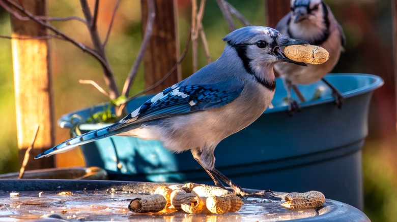 blue jay with peanut