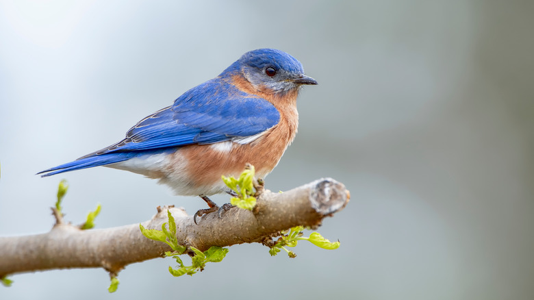 bluebird perched on twig