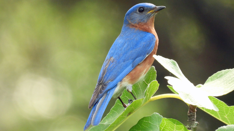 Bluebird perched on a branch
