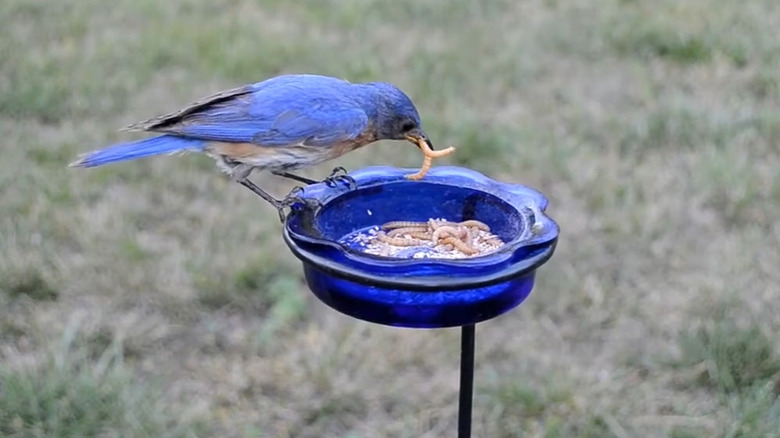 Bluebird eating mealworms out of a bird feeder
