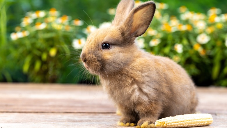 rabbit in garden next to baby corn