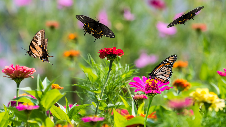 butterflies and flowers