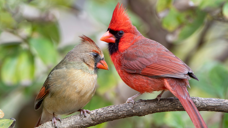 Male and female cardinal.