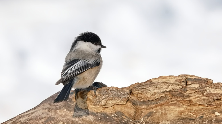 Chickadee bird sitting on branch
