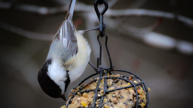 Chickadee eating suet ball in feeder