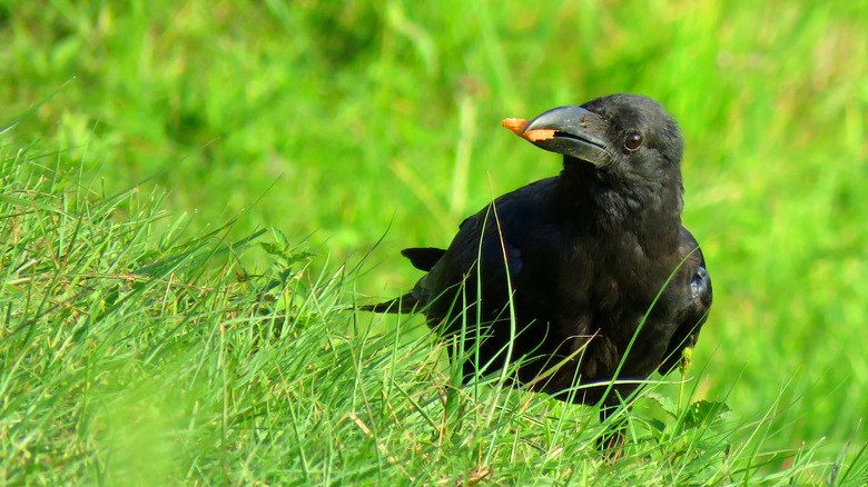 Crow in yard eating