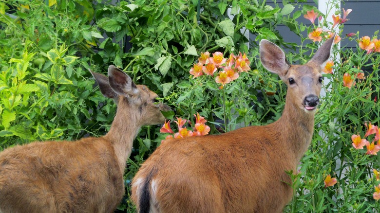 Two deer under pink trees