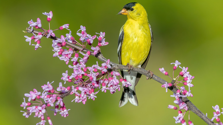 American goldfinch on branch