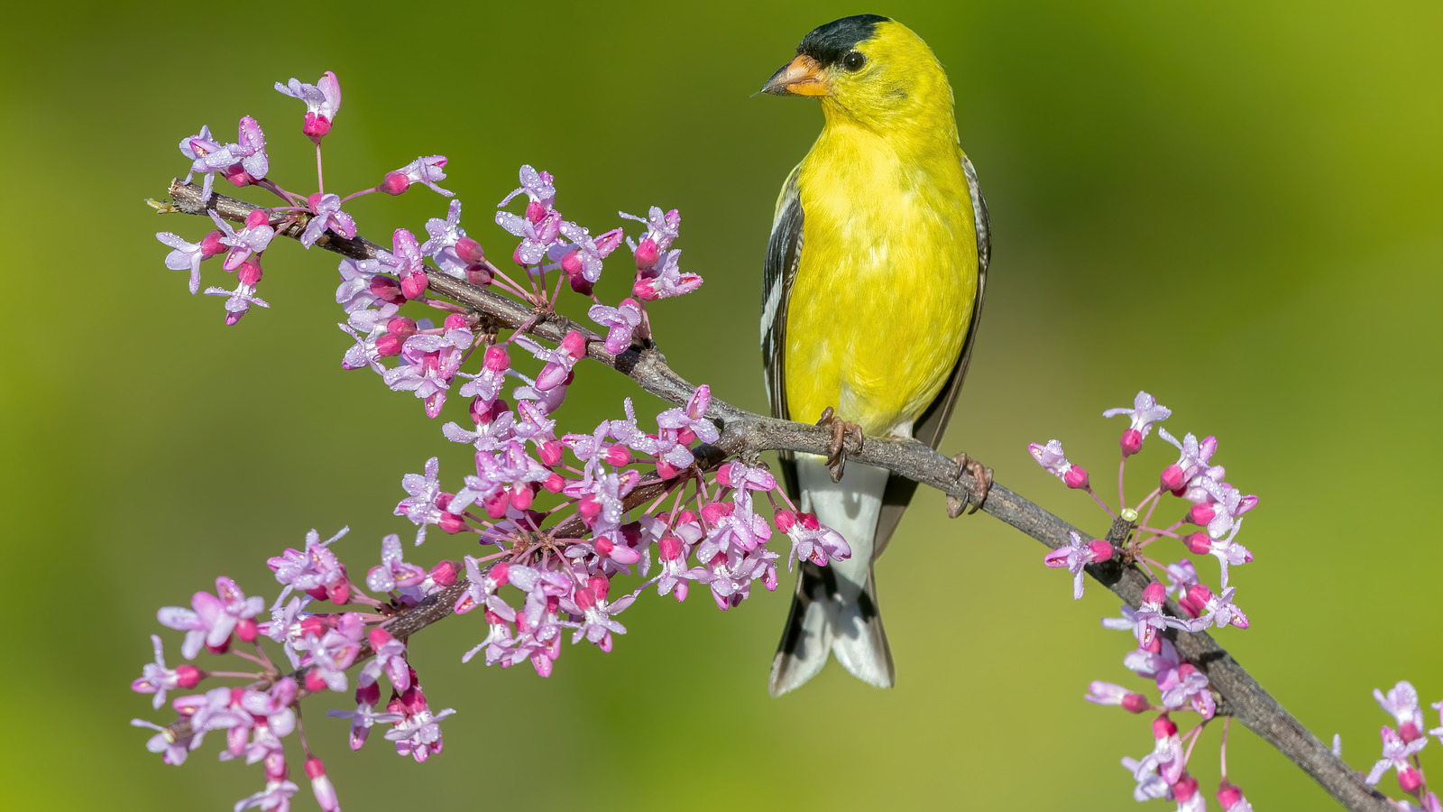 How To Attract Finches To Your Garden