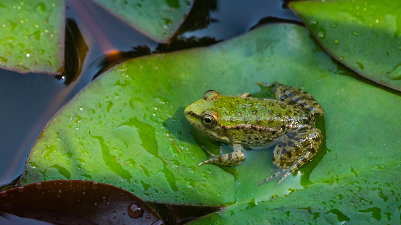 Frog on a water lily