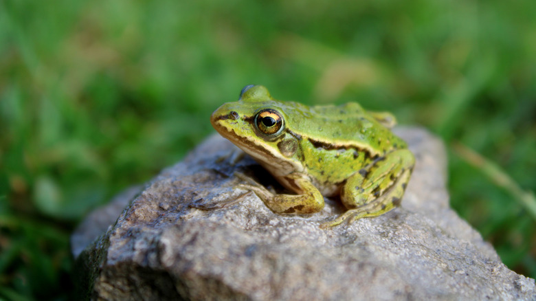 Frog sitting on a rock