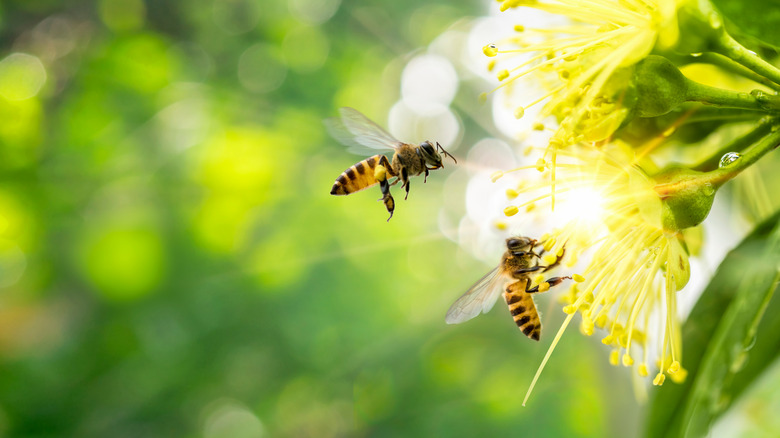 bees on a flower