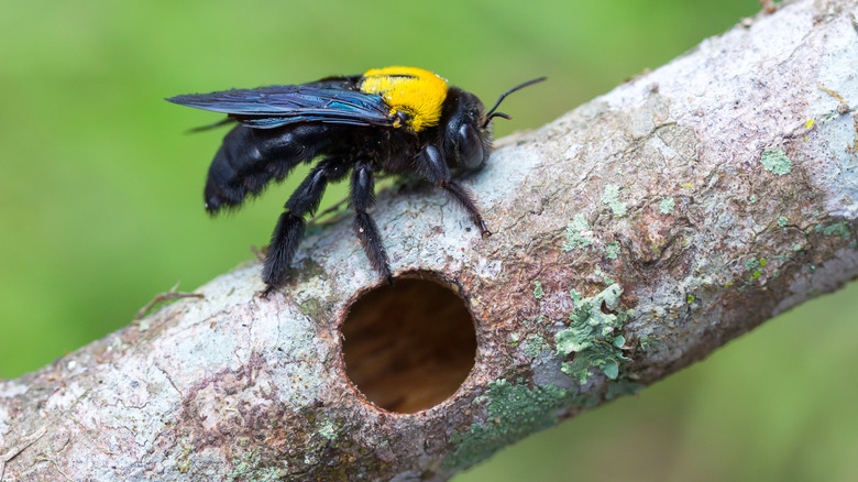 carpenter bee on bored wood