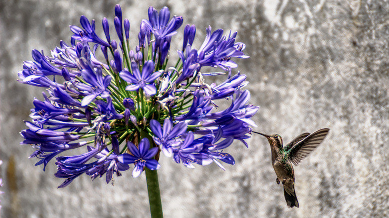 hummingbird drinking from Agapanthus flower