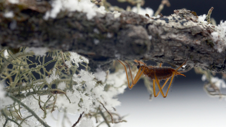 insect underneath mossy branch in winter