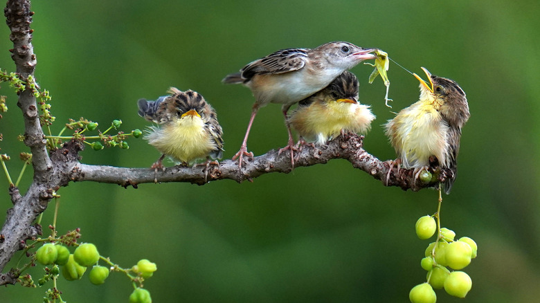 hummingbirds eating insects on a tree branch in winter