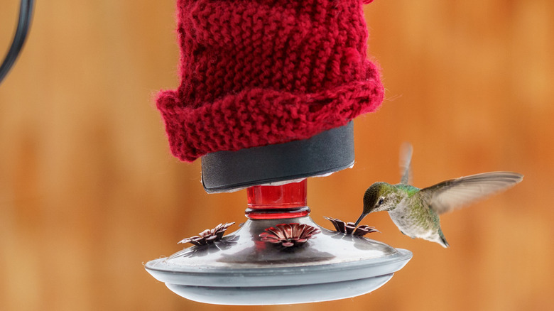 hummingbird on an feeder insulated with a red knitted cover
